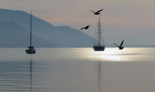 Silhouette birds flying over sea against sky during sunset
