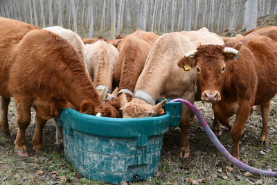 Close-up of cows in pen