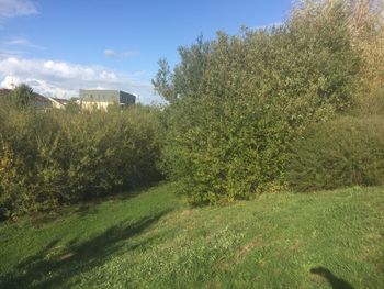 Trees on field against sky