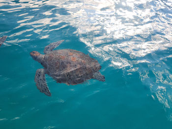 High angle view of turtle swimming in sea