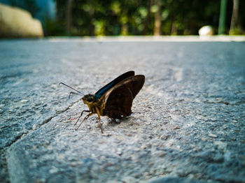 Close-up of butterfly over cobblestone 