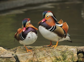 Two male mandarin ducks, aix galericulata, standing together on a rock