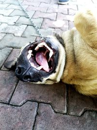 Close-up of dog yawning