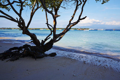 Dead tree on beach