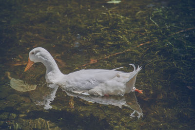 High angle view of duck swimming in lake