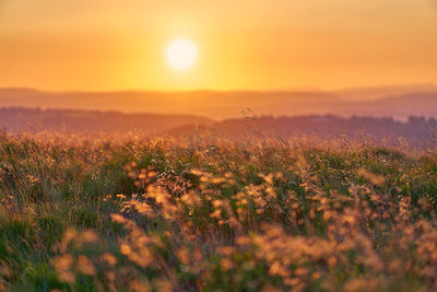 Scenic view of field against sky during sunset