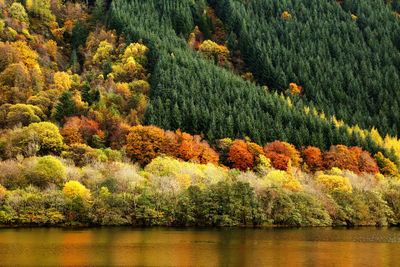 Scenic view of trees in forest during autumn