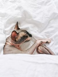 High angle view of dog sleeping on bed