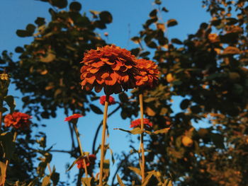 Low angle view of flowers blooming against sky