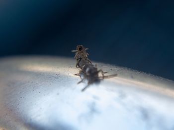 Close-up of fly on table