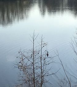 High angle view of bird swimming in lake