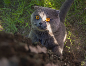 Close-up portrait of cat on tree