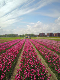 Flower tulip field in the netherlands from above