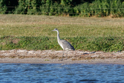 High angle view of gray heron perching on grass