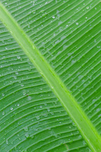 Full frame shot of wet leaves