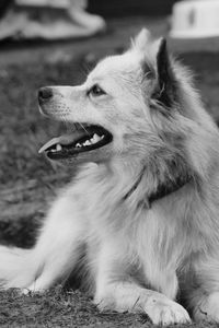 Close-up of dog yawning