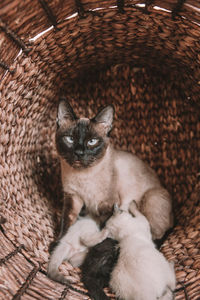 Siamese cat nursing her kittens in a wicker basket