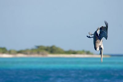 Pelican diving in sea against clear sky