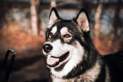 Close-up of dog looking away