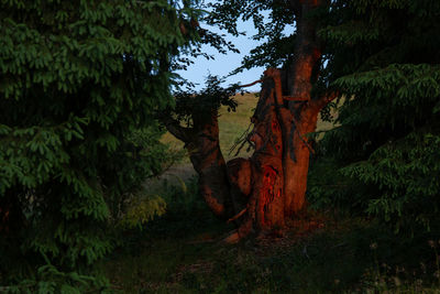 Trees growing in forest