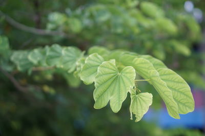 Close-up of green leaves