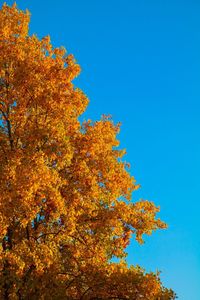 Low angle view of autumnal tree against blue sky