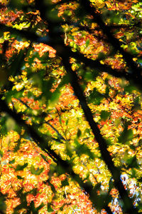 Full frame shot of tree against sky