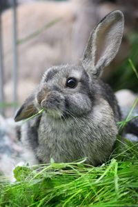 Close-up of an animal on field