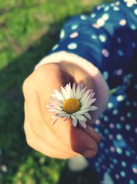 Close-up of daisy flower