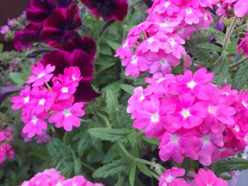 Close-up of pink flowers blooming outdoors