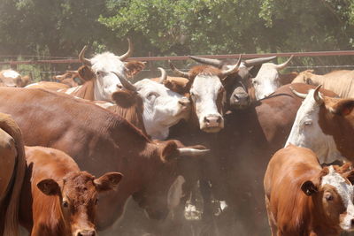 Cows in a field