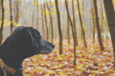 Close-up of dog in forest