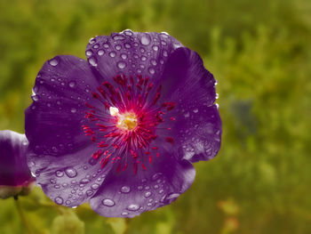 Close-up of wet purple flower