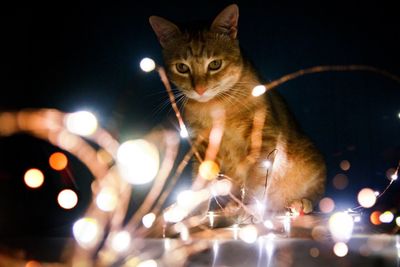 Close-up portrait of cat on illuminated night