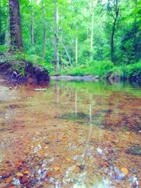 Scenic view of wet forest