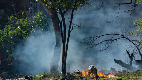 View of an goat on land feeding and smoke on a field