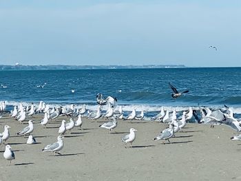 Seagulls flying over beach against sky