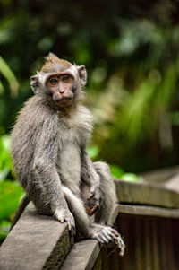 Portrait of macaque monkey sitting on railing against trees, looking into the camera.