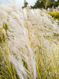 Close-up of stalks in field