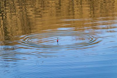 View of birds swimming in lake