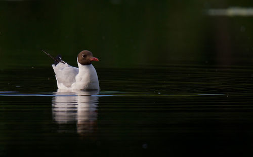 Close-up of black headed gull swimming on lake