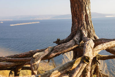 Close-up of driftwood on tree trunk at beach