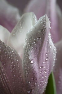 Close-up of raindrops on pink tulip
