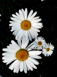 Close-up of white daisy blooming outdoors