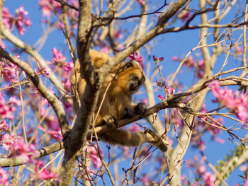 Low angle view of monkey on tree