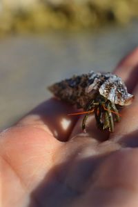 Close-up of hand holding leaf
