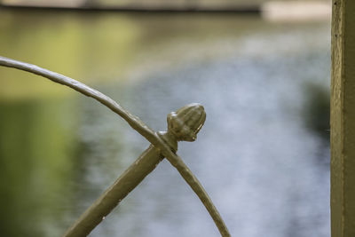 Close-up of plant against lake