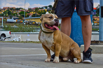 Low section of man standing with dog