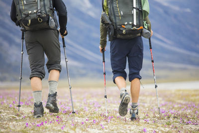 Rear view of two backpackers hiking through wildflower meadow.