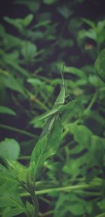 Close-up of insect on leaf